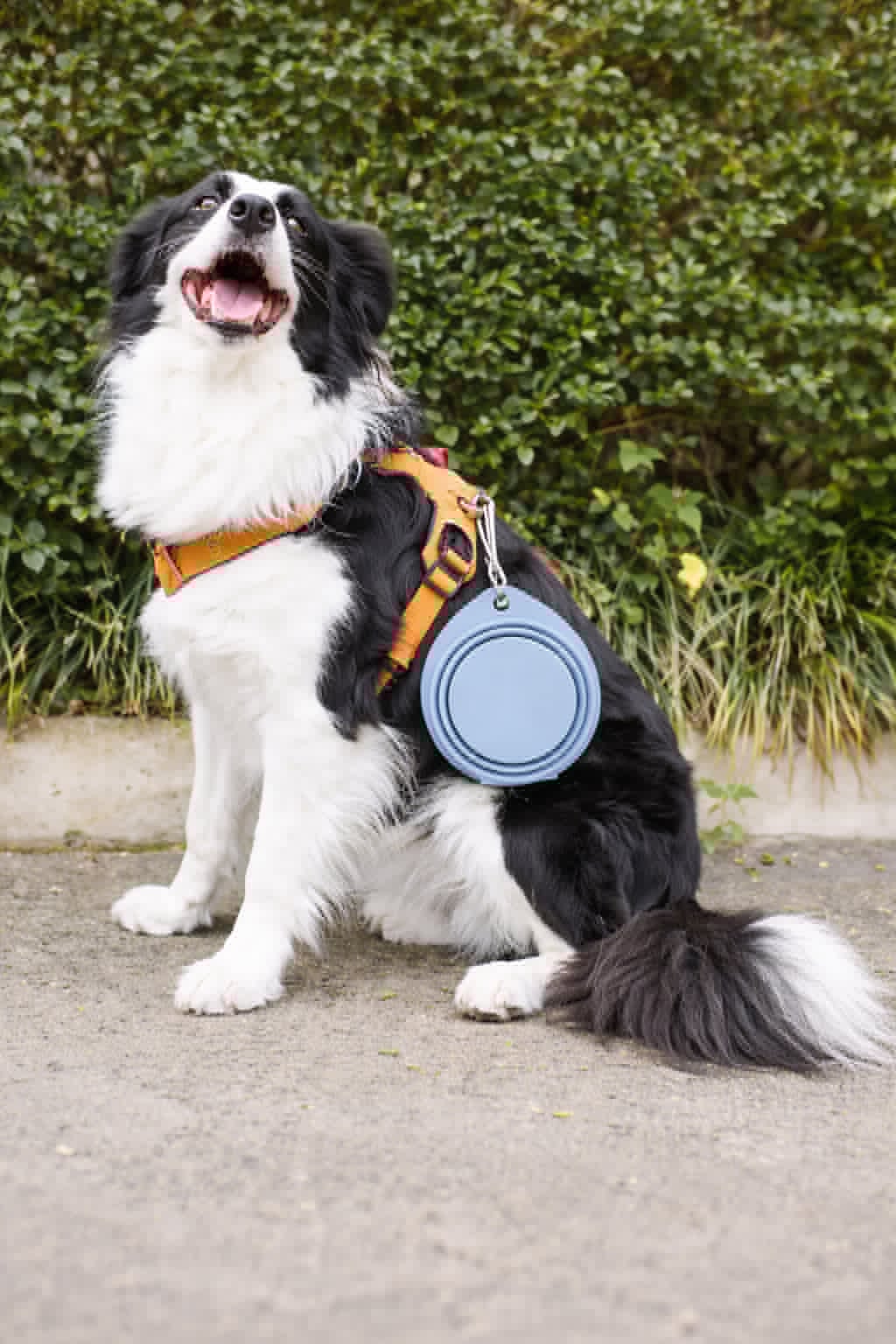 FlexBowl™ Silicone Foldable Bowl